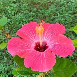 Meet your Posher, Annie Laurie!